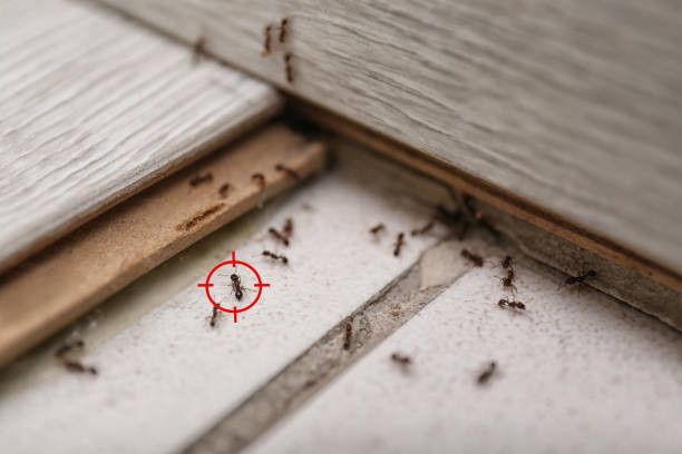 Best Pest Removal Services  in College Station, TX
